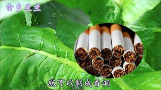 “烟草”认识吗？除了能制香烟，还有这些用途难怪那么多人种植！