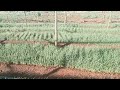 HOW EASY IS IT TO TAKE CARE OF ONION NURSERY ?