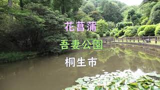 花菖蒲　吾妻公園　桐生市（令和3年6月18日）