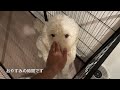 【大型犬】初めまして！ゴールデンドゥードルのアルバスです goldendoodle