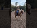 cinematic photo of alex 4 yr old haflinger gelding