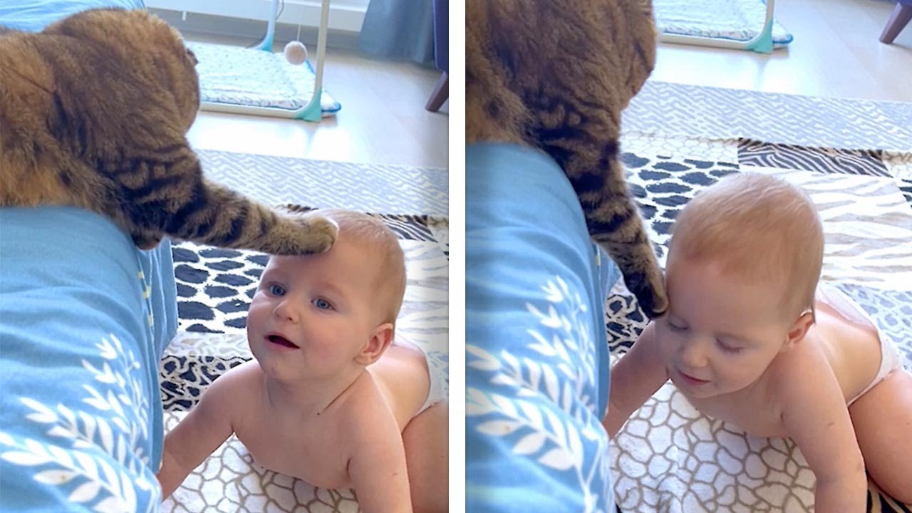 Cat Comforts Crying Baby Adorable Pets Youtube