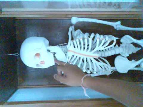 Skeleton Comedy Youtube