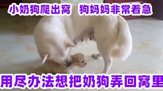 小奶狗跑出来玩，狗妈妈急坏了