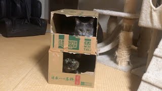 【DIY段ボール】二階建てのお部屋で心地良いね。💖