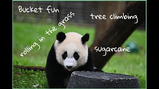 🐼 #Giantpanda Xiao Qi Ji: Bucket fun, trees, rocks and grass