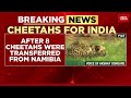 india inks pact to introduce dozens of cheetahs from south africa over next decade