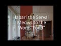 jabari the serval chirps for food