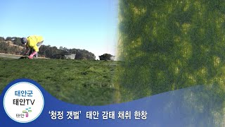 태안TV - `청정 갯벌' 태안 감태 채취 한창