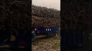 #justforsidhumoosewala #pb08farmer #taljindercheema #bigtrolley #farmtrac60epi  #farmtrac #trolley