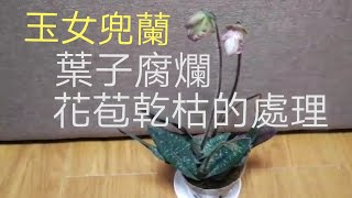 玉女兜蘭 葉子腐爛 花苞枯萎處理過程16/12/2019