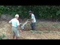 蕃薯園二次開溝 cy50 power tiller rotary hoe ridging in sweet potato field 농업 기계 中耕機