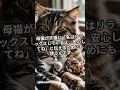 「猫のゴロゴロ音、実は治癒効果があるって知ってた？」