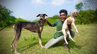 Hunting puppy 🐕 வாங்கிட்டோம்.. சிப்பிப்பாறை நாய் குட்டி🤩 |Venu Adventures Dogs - Chippipaarai Puppy