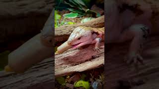 Blue Tongue Skink enjoying his ReptiLinks #shorts #reptiles #bluetongueskink #bluetongue