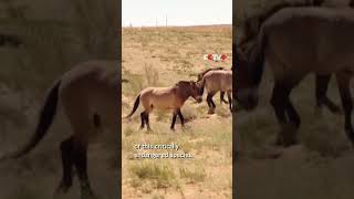 18 Critically Endangered Przewalski's Horses Released into Wild in Northwest China's Xinjiang