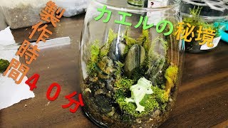 カエルの秘境！　コケリウム！！四作品目！