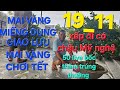 0366.048.123 MAI VÀNG MIẾNG DUNG GIAO LƯU MAI VÀNG CHƠI TẾT.  BAO SHIP TOÀN QUỐC