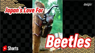 Why Japanese Love Beetles #Shorts