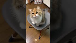 話しかけてくる猫が可愛すぎる　サイレントニャー