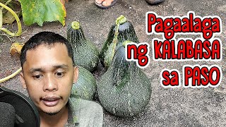 Paano mag-alaga ng kalabasa sa paso (to harvest)