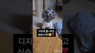 강아지에 설득당한 인간  #실버푸들 #tiny poodle