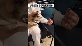 간식 앞에선 집중력 최고인 시바 #시바 #shorts #강아지