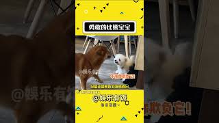 宝宝你就是最勇敢的狗狗！ #狗狗 #娱乐评论大赏 #治愈 #小狗#shorts