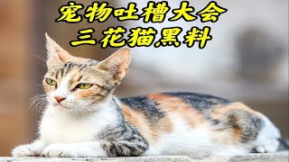 宠物吐槽大会13期，三花猫黑料曝光，听听铲屎官们的吐槽