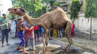 camel qurbani A1 wapda town gujranwala Pakistan