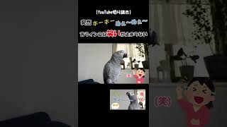 【YouTube切り抜き】突然ホーホー、めぇ～めぇ～言うインコに笑いが止まらない #shorts  #youtube切り抜き  #ヨウム ＃めいちゃん  ＃おしゃべりインコ