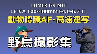 LUMIX G9 IIとLEICA 100-400mm IIによる 野鳥撮影集：動物認識AFと高速連写の実力は