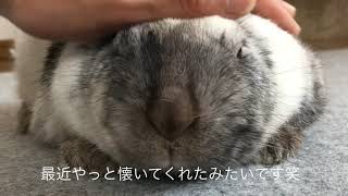 ただただウサギを撫でるだけの動画。