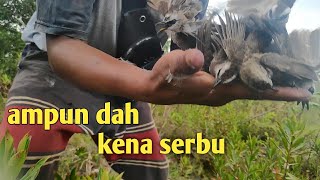 cara mikat burung trucukan paling ampuh . puluhan ekor yang datang .