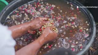 How Instant Coffee is Made: From Bean to Cup!