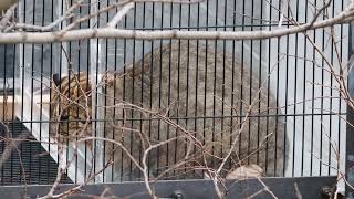 キイチのサンルーム20220120/Kiichi, a Tsushima leopard cat, spends time in the sunroom on January 20, 2022.