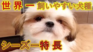 【シーズーの魅力】あなたもシーズーの虜になる♡ #犬のいる暮らし #犬のいる生活 #犬目線