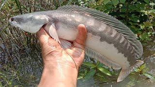 NAJUR IKAN TOMAN DI DALAM HUTAN SAAT MUSIM BANJIR@izalcasting314