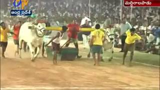 Ongole Bull Race | Reaches 8th Day | at Maddiralapadu | Prakasam Dist