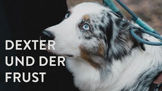 TRAILER | Dexter und der Frust