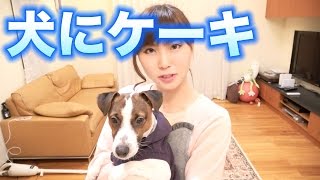 ペットの犬が誕生日なのでケーキ作ってみた♡