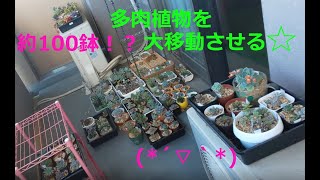 【多肉植物】約１００鉢！？の植木鉢を新しいエアコン設置のために大移動させる♪　Succulent plant　2020年5月21日