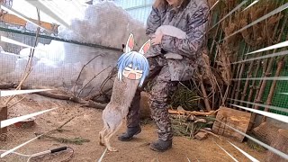 Pekora rabbit under attack | Animal hololive