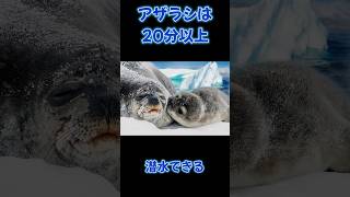 【雑学】アザラシは鼻を閉じて水中で長時間過ごせる【オオカミ】#雑学  #動物 #狼