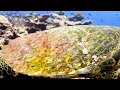 under red sea 4k beautiful coral reef fish in aquarium sea animals for relaxation 4k video uhd 2