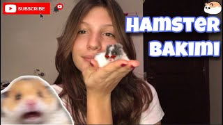 Hamster Bakımı Hakkında Her Şey | hamster nasıl bakılır?