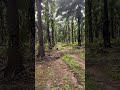 pokok kelapa yg terakir di tanam di ladang bagahak 2