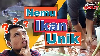 Nemu Ikan Hias Transparan #ikanhias #hobiikan #ikanairtawar #sobat_hobat