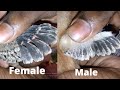 chicken male female difference // how to tell if a baby chick is male or female