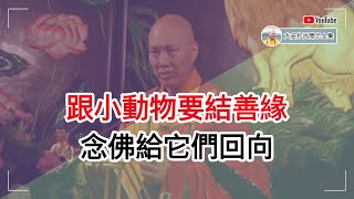 跟小动物你也要结善缘，念佛给它们回向【大安法师开示】